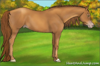 Horse Color:Gray Gold Champagne 