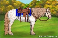 Horse Color:Gold Champagne Dun Near Leopard and Gold Champagne Dun Near Leopard