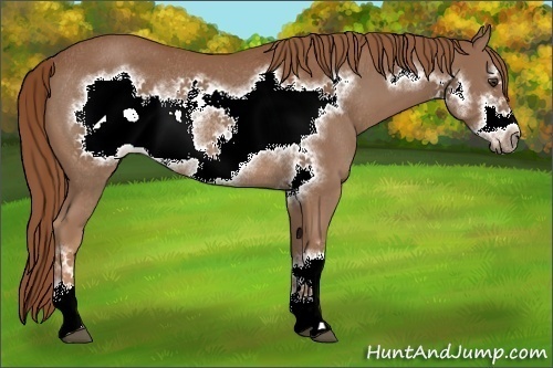 Horse Color:Chestnut Frame Rabicano 
