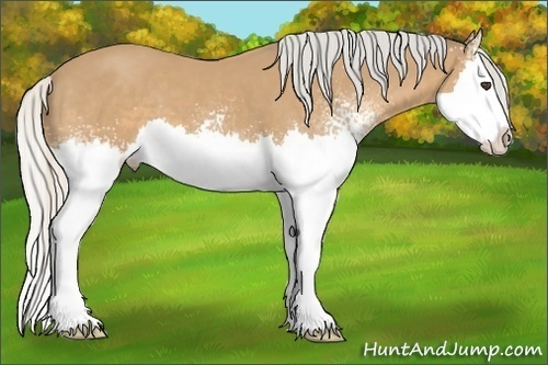 Horse Color:White Spotted Silver Buckskin Splash 