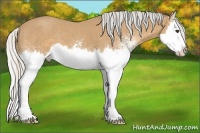 Horse Color:White Spotted Silver Buckskin Splash 