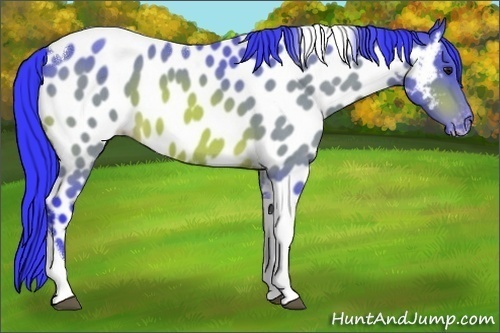 Horse Color:Watercolor Bay Roan Tobiano Near Leopard 