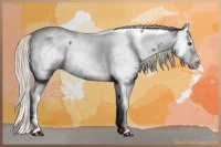 Horse Color:Silver Buckskin Roan Splash Appaloosa 