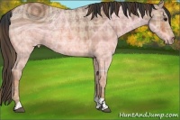 Horse Color:ERROR: UNKNOWN ANOMALY