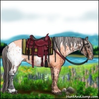 Horse Color:Bay Appaloosa  and Bay Appaloosa 