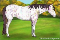Horse Color:Plaid  Buckskin Ice Near Leopard Rabicano 
