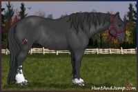 Horse Color:Black Sabino Rabicano