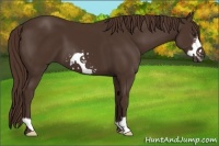 Horse Color:Liver Chestnut Frame 