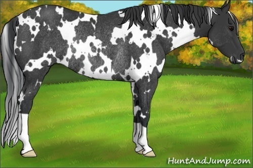 Horse Color:White Spotted Black Rabicano