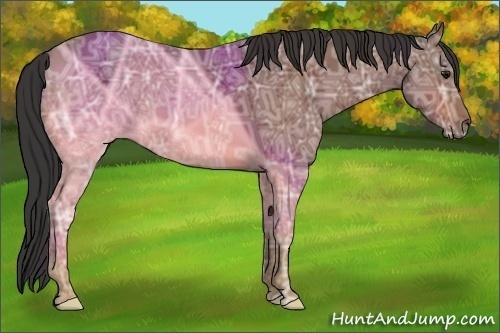 Horse Color:Bay Ice 