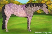 Horse Color:Bay Ice 