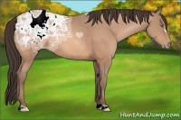 Horse Color:Sable Champagne Ice Appaloosa