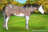 Horse Color:Bay Ice Splash 