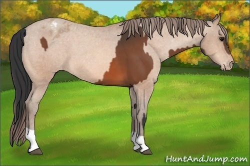 Horse Color:Bay Varnish and Amber Champagne Varnish