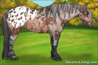 Horse Color:Bay Appaloosa  and Bay Appaloosa 
