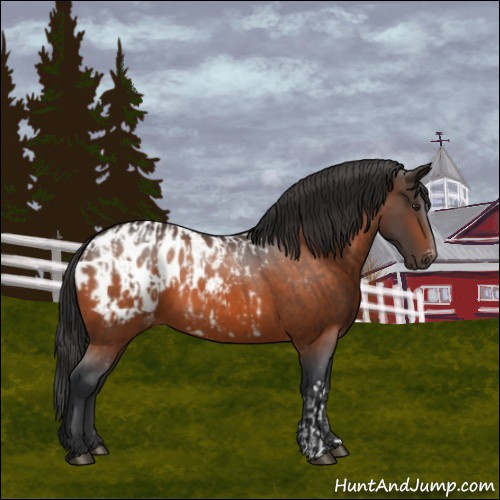 Horse Color:Bay Appaloosa and Brown Appaloosa