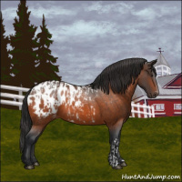 Horse Color:Bay Appaloosa  and Brown Appaloosa 