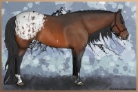 Horse Color:Bay Appaloosa  and Bay Appaloosa 
