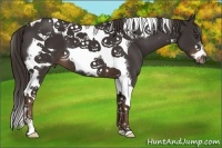 Horse Color:Liver Chestnut Tobiano Frame 