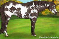 Horse Color:Liver Chestnut Frame 