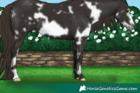Horse Color:White Spotted Liver Chestnut Frame 