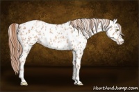 Horse Color:Gold Champagne Appaloosa  and Gold Champagne Appaloosa 