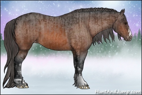 Horse Color:Bay Varnish  and Bay Varnish 
