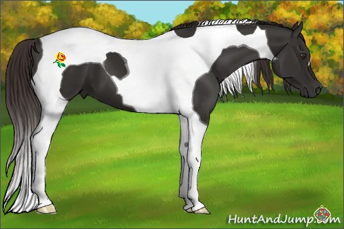 Horse Color:Liver Chestnut Tobiano 
