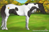 Horse Color:Liver Chestnut Tobiano 