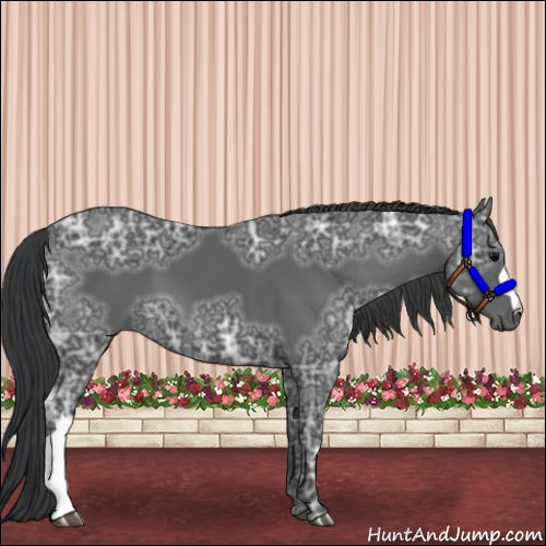 Horse Color:Black Ice 