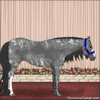 Horse Color:Black Ice 