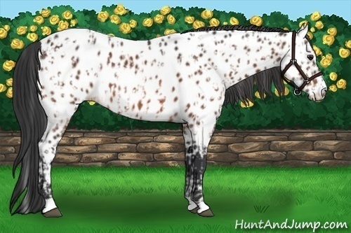 Horse Color:Bay Appaloosa and Bay Appaloosa