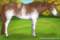 Horse Color:White Spotted Chestnut 