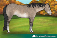 Horse Color:White Spotted Brown Dun 
