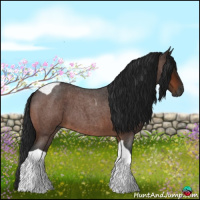 Horse Color:Gray Bay Roan Tobiano