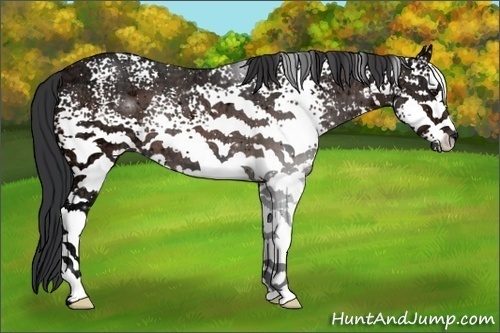 Horse Color:White Spotted Bay Ice 