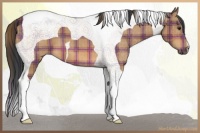 Horse Color:Plaid  Bay Tobiano 