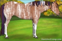 Horse Color:Painted Bay Ice Tobiano 