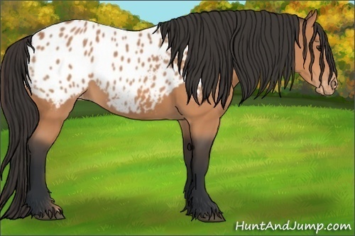 Horse Color:Bay Appaloosa 