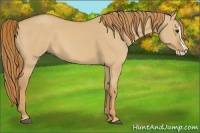 Horse Color:Red Dun Splash 