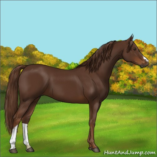 Horse Color:Gray Chestnut 