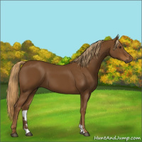 Horse Color:Gray Chestnut 