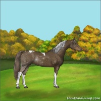 Horse Color:Chocolate Palomino Tobiano 