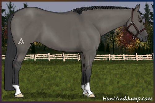 Horse Color:Grullo 