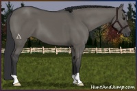 Horse Color:Grullo 
