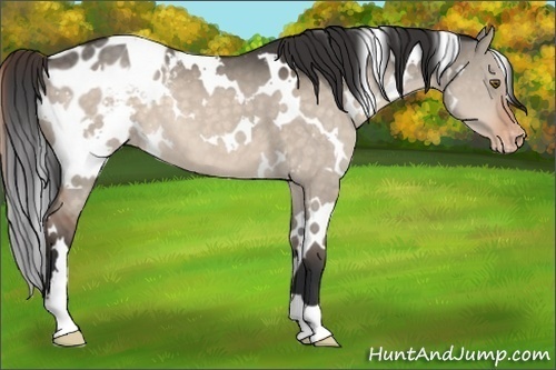 Horse Color:White Spotted Brown Dun Blanket 