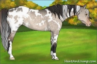 Horse Color:White Spotted Brown Dun Blanket 