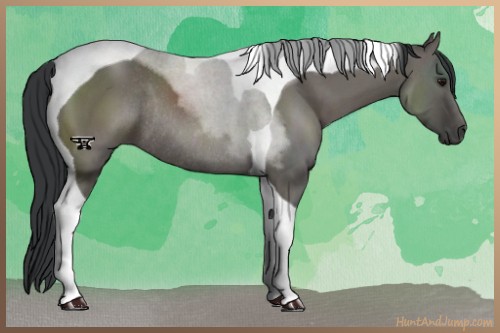 Horse Color:Grullo Sabino Tobiano Rabicano