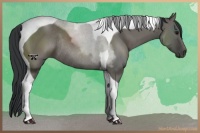 Horse Color:Grullo Sabino Tobiano Rabicano