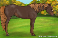 Horse Color:Gray Chestnut 